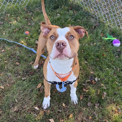 BUDDY - Mixed Breed, Medium (up to 44 lbs fully grown) / Mix available for adoption