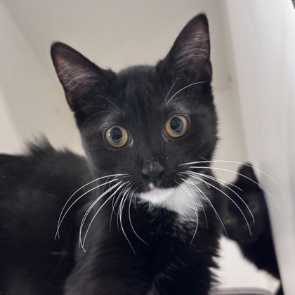 ELOISE - Domestic Shorthair / Mix available for adoption