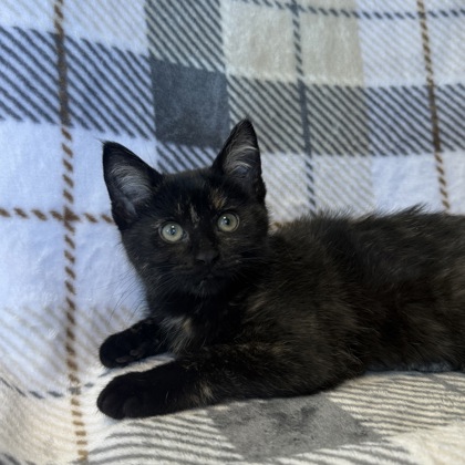 BELLE - Domestic Shorthair / Mix available for adoption