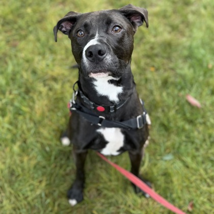 TWINKLE TOES - Mixed Breed, Medium (up to 44 lbs fully grown) / Mix available for adoption