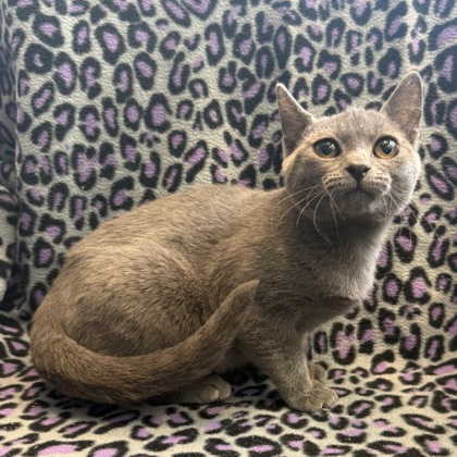 BUGGIE - Domestic Shorthair / Mix available for adoption