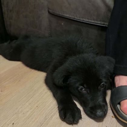 BLUEBERRY - Mixed Breed, Large (over 44 lbs fully grown) / Mix available for adoption