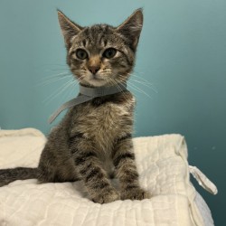 JAKE - Domestic Shorthair / Mix available for adoption