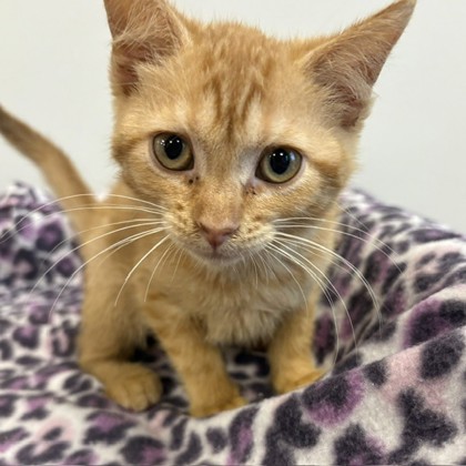 PUNKIN - Domestic Shorthair / Mix available for adoption