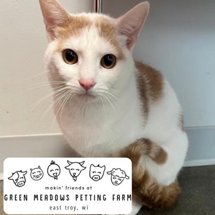 TIMON - Domestic Shorthair / Mix for adoption in Rockford