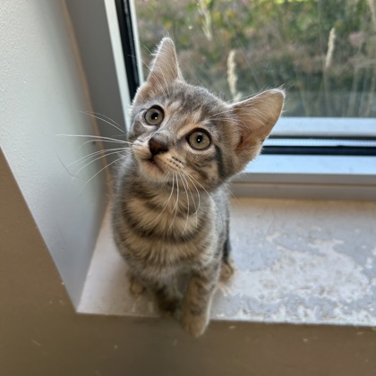 NEPTUNE - Domestic Shorthair / Mix available for adoption