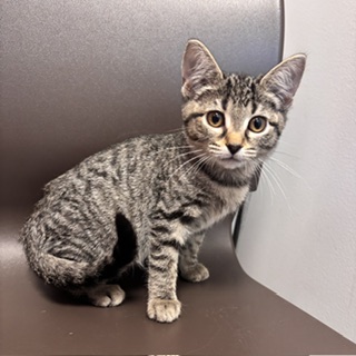 CHAI - Domestic Shorthair / Mix available for adoption