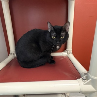 ZINC - Domestic Shorthair / Mix available for adoption