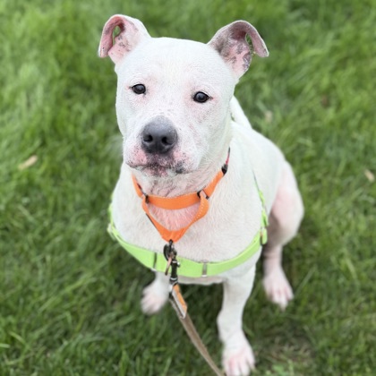 ROCKY - Mixed Breed, Large (over 44 lbs fully grown) / Mix available for adoption