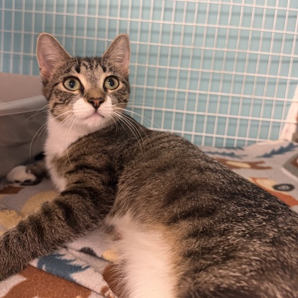 ELLE - Domestic Shorthair / Mix available for adoption