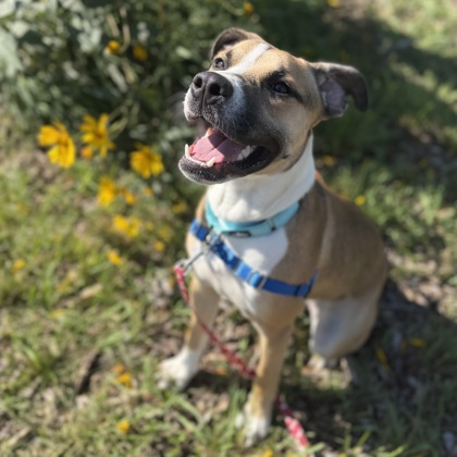 CAMRIE - Mixed Breed, Medium (up to 44 lbs fully grown) / Mix available for adoption