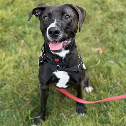 TWINKLE TOES - Mixed Breed, Medium (up to 44 lbs fully grown) / Mix available for adoption