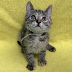 FLAME - Domestic Shorthair / Mix available for adoption