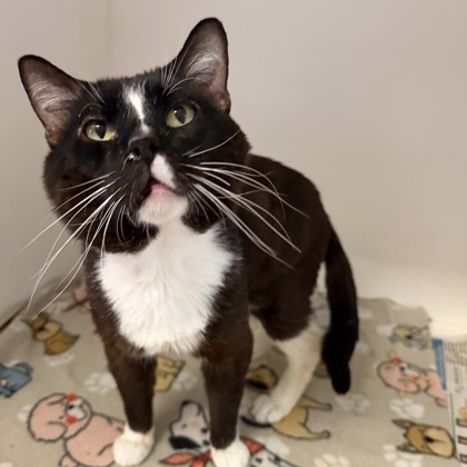 CEASAR - Domestic Shorthair / Mix available for adoption