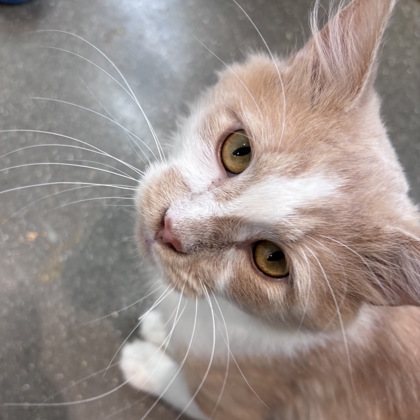 KEEGAN - Domestic Medium Hair / Mix available for adoption