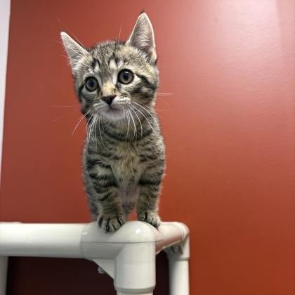 PUSS IN BOOTS - Domestic Shorthair / Mix available for adoption