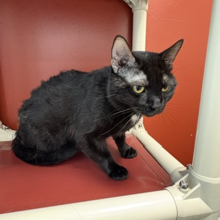 ZINC - Domestic Shorthair / Mix available for adoption