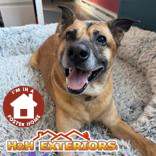 BEAU - Mixed Breed, Medium (up to 44 lbs fully grown) / Mix available for adoption