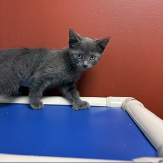 FARRAH - Domestic Shorthair / Mix available for adoption