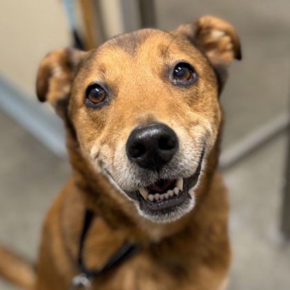 KINGSTON - Mixed Breed, Medium (up to 44 lbs fully grown) / Mix available for adoption