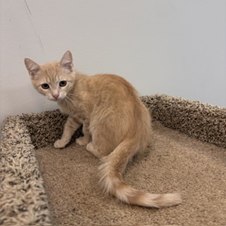 FERB - Domestic Shorthair / Mix available for adoption