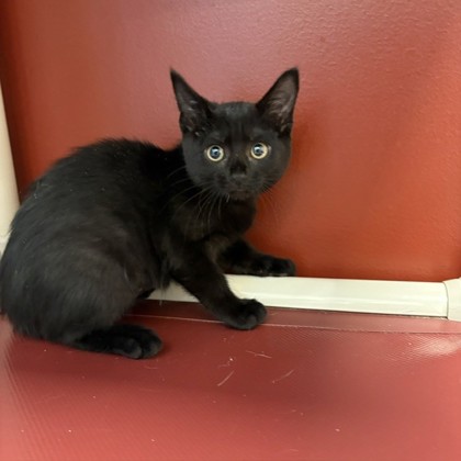 JURKIN - Domestic Shorthair / Mix available for adoption