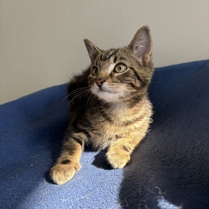 HUGHIE - Domestic Shorthair / Mix available for adoption