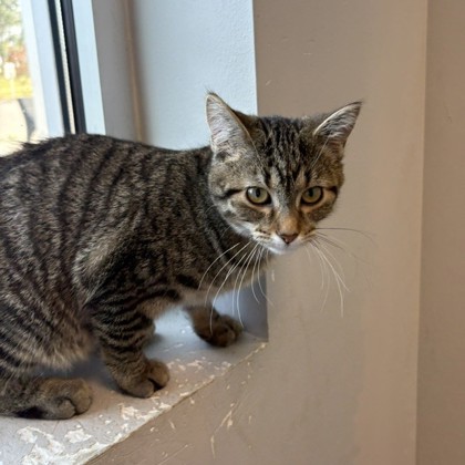 AGATE - Domestic Shorthair / Mix available for adoption