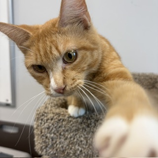 JET - Domestic Shorthair / Mix available for adoption