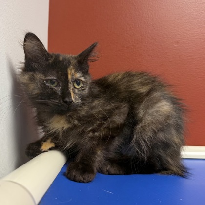 CLOUD - Domestic Shorthair / Mix available for adoption