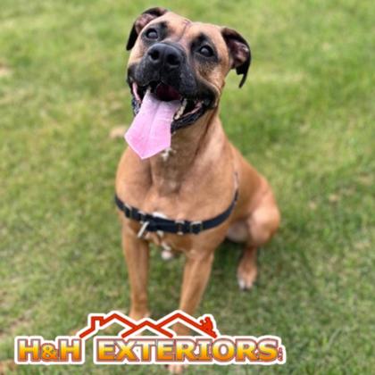 TITO - Mixed Breed, Large (over 44 lbs fully grown) / Mix for adoption in Rockford