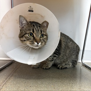 ELLIOT - Domestic Shorthair / Mix available for adoption