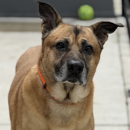 BEAU - Mixed Breed, Medium (up to 44 lbs fully grown) / Mix available for adoption