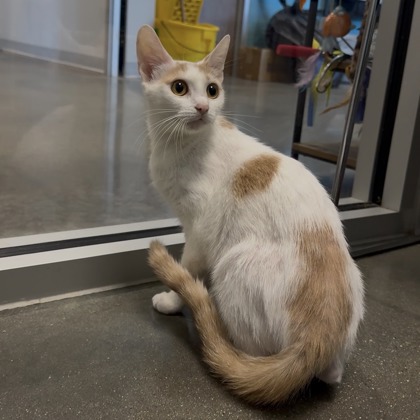 TEEMO - Domestic Shorthair / Mix for adoption in Rockford