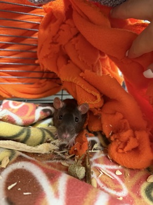 CAKE - Rat / Rat available for adoption