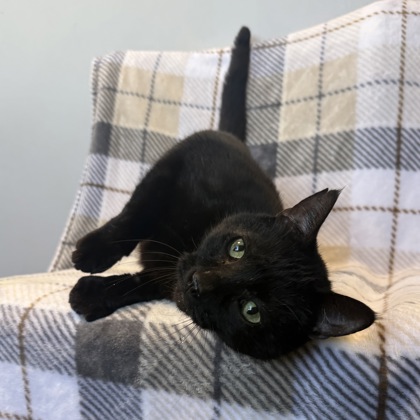 TOEZER (SGN) - Domestic Shorthair / Mix available for adoption