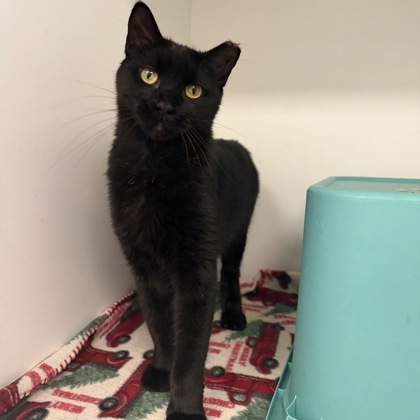 HABANERO - Domestic Shorthair / Mix available for adoption