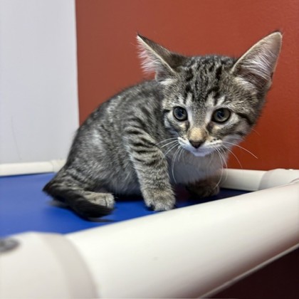 ACORN - Domestic Shorthair / Mix available for adoption