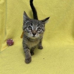 GUNTER - Domestic Shorthair / Mix available for adoption