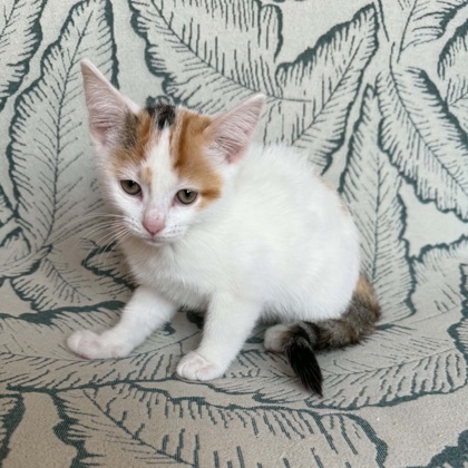 ONYX - Domestic Shorthair / Mix available for adoption