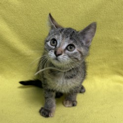 FLAME - Domestic Shorthair / Mix available for adoption