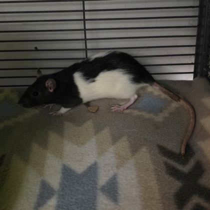 CAKE - Rat / Rat available for adoption