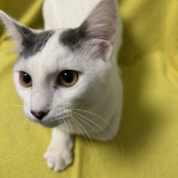 MOONSTONE - Domestic Shorthair / Mix available for adoption