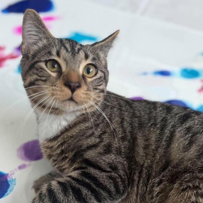 TACO BELL - Domestic Shorthair / Mix available for adoption