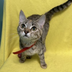 MARCELINE - Domestic Shorthair / Mix available for adoption