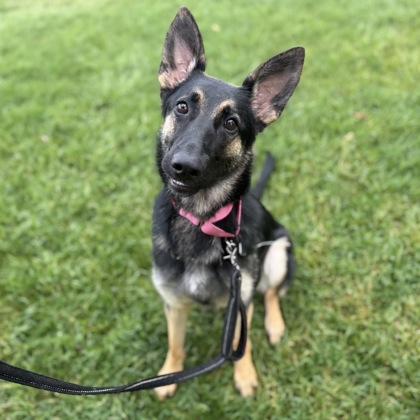 ZELDA - Mixed Breed, Medium (up to 44 lbs fully grown) / Mix available for adoption