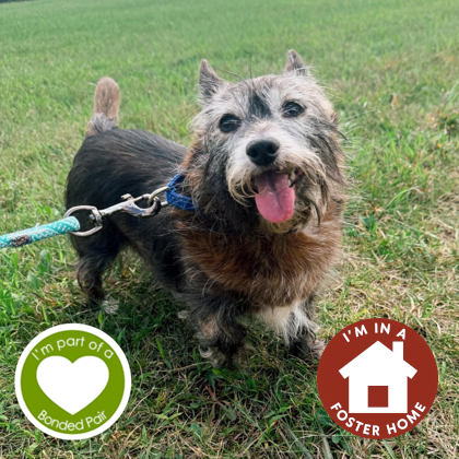 LOOP - Mixed Breed, Small (under 24 lbs fully grown) / Mix for adoption in Rockford