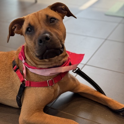 CALAMITY - Mixed Breed, Medium (up to 44 lbs fully grown) / Mix available for adoption