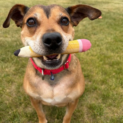 ROBYN - Mixed Breed, Medium (up to 44 lbs fully grown) / Mix available for adoption