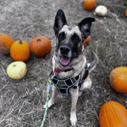 KEIFER - Mixed Breed, Large (over 44 lbs fully grown) / Mix available for adoption